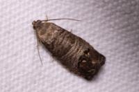Cydia pomonella