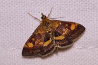 Pyrausta aurata