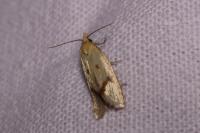 Agapeta hamana