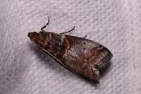 Acrobasis advenella