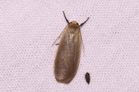 Collita griseola