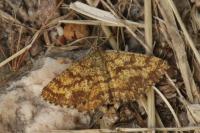 Ematurga atomaria
