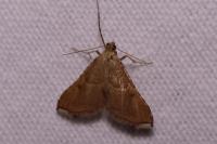 Endotricha flammealis