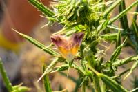 Eublemma purpurina
