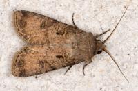 Agrotis segetum