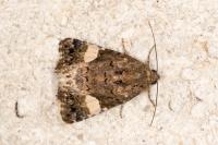 Tyta luctuosa