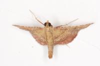 Endotricha flammealis