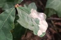 Tischeria ekebladella