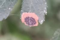 Stigmella paradoxa