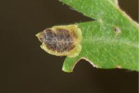 Stigmella paradoxa