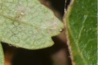 Stigmella paradoxa
