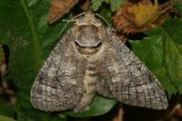 Cossus cossus