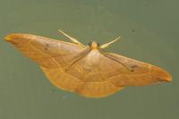 Watsonalla binaria