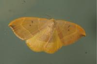 Watsonalla binaria