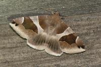 Dysgonia algira