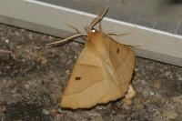 Crocallis elinguaria