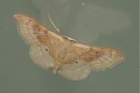Idaea degeneraria