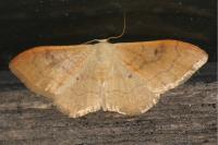 Idaea rubraria
