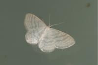 Idaea subsericeata