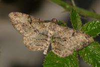 Peribatodes rhomboidaria