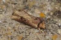 Axylia putris