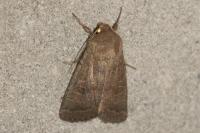 Hoplodrina blanda