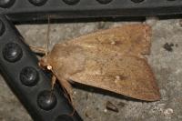 Mythimna ferrago