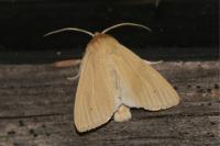 Mythimna pallens