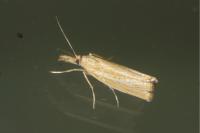 Agriphila straminella