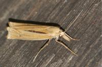 Ancylolomia tentaculella