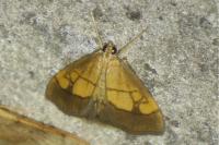 Evergestis limbata