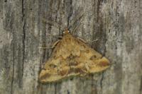 Pyrausta despicata