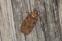 Depressaria daucella
