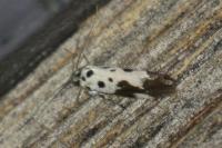 Ethmia quadrillella