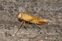 Caloptilia
