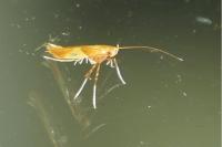 Caloptilia