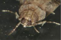 Acrobasis fallouella
