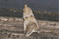 Acrobasis fallouella