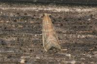 Ephestia