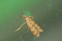 Homoeosoma sinuella