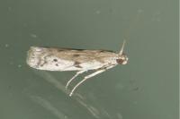 Phycitodes binaevella