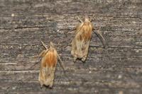 Eucosma