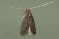 Eurodachtha siculella