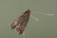 Eurodachtha siculella