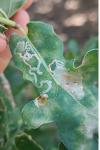 Acrocercops brongniardella