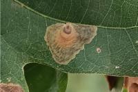 Tischeria dodonaea
