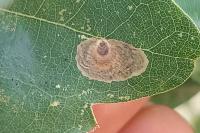 Tischeria dodonaea