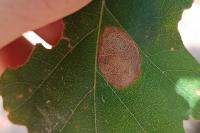 Phyllonorycter roboris