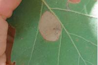 Phyllonorycter roboris