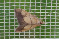 Evergestis limbata